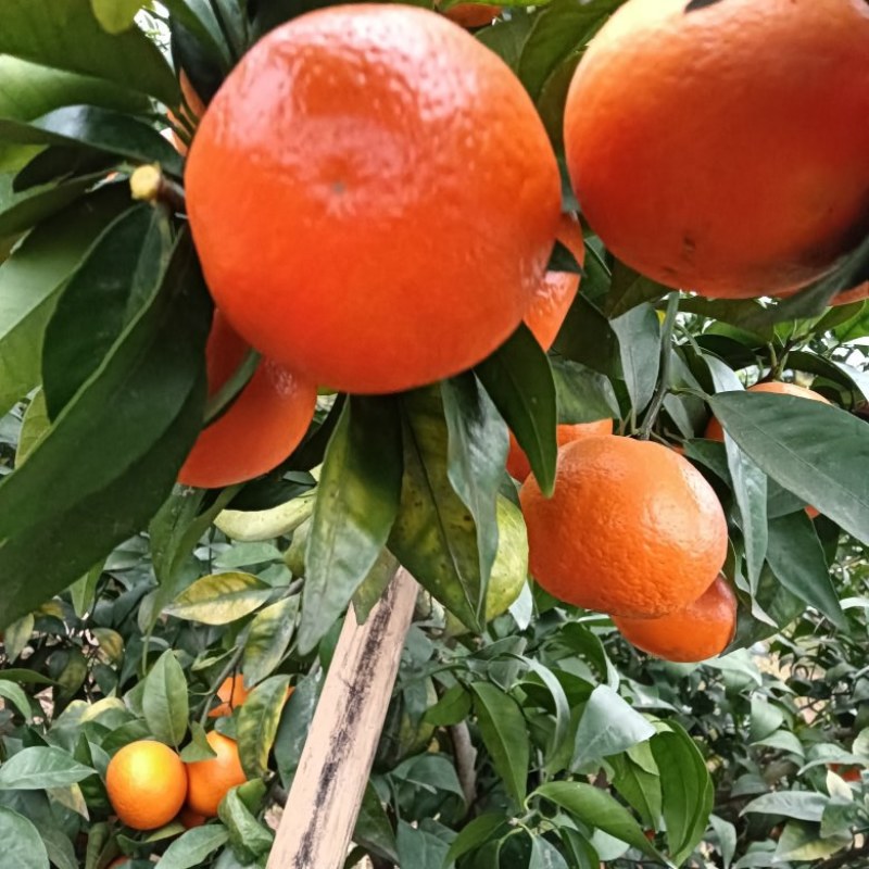 四川沃柑纯甜化渣，颜色火红，果面好皮子细
