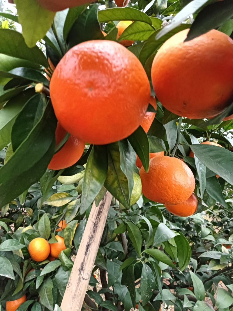 四川沃柑纯甜化渣，颜色火红，果面好皮子细