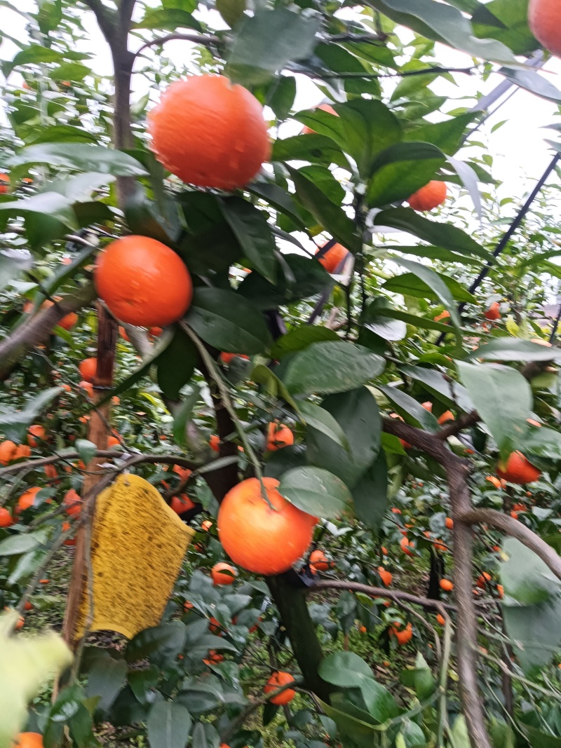 四川沃柑纯甜化渣，颜色火红，果面好皮子细