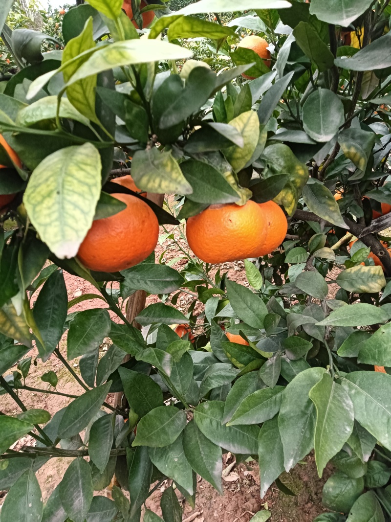 四川沃柑纯甜化渣，颜色火红，果面好皮子细