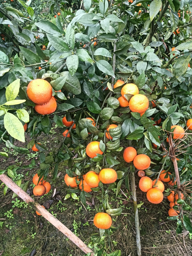四川沃柑纯甜化渣，颜色火红，果面好皮子细