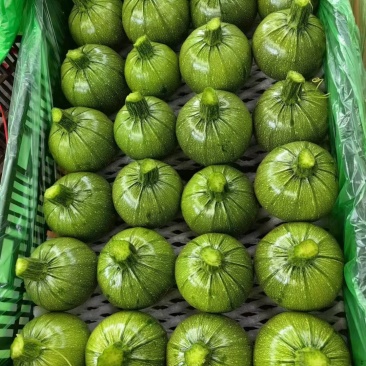 小圆瓜