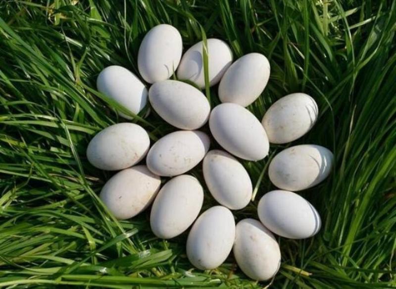 纯粮食喂养鹅蛋
