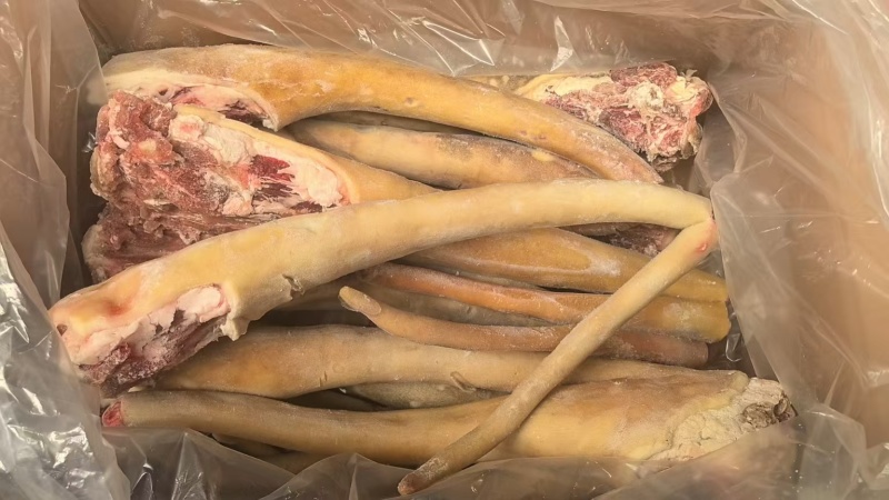 【量大优惠】山东带皮牛尾品质保障对接全国批发