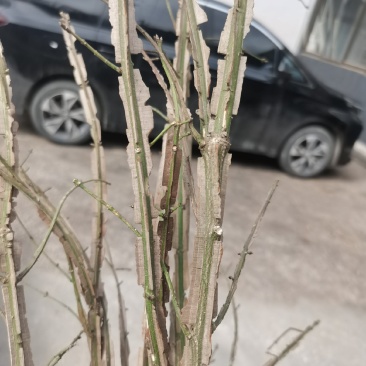鬼箭羽中药材苗子产地一手货源鬼箭羽种苗多羽片