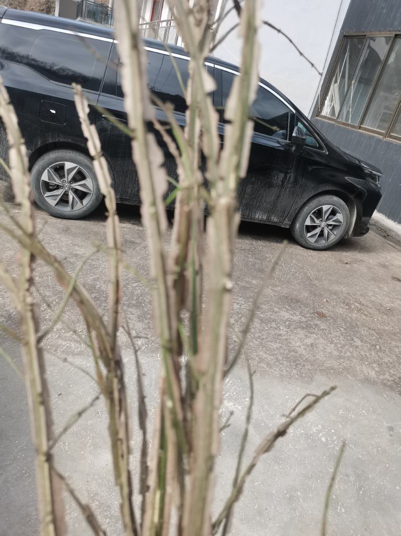 鬼箭羽中药材苗子产地一手货源鬼箭羽种苗多羽片