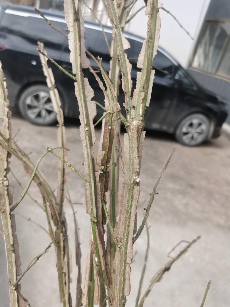 鬼箭羽中药材苗子产地一手货源鬼箭羽种苗多羽片