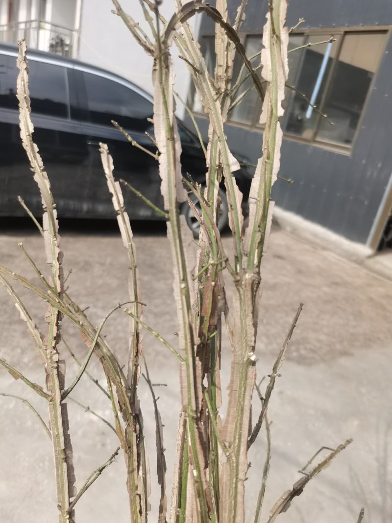 鬼箭羽中药材苗子产地一手货源鬼箭羽种苗多羽片