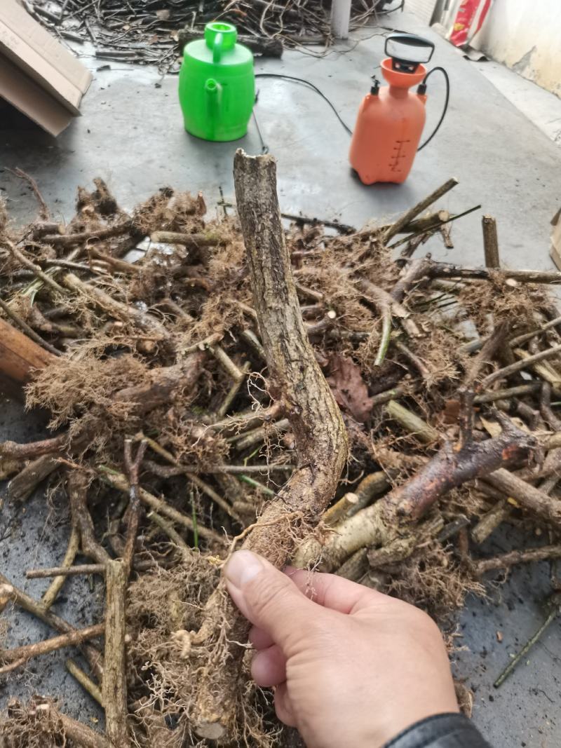 鬼箭羽中药材苗子产地一手货源鬼箭羽种苗多羽片