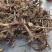 鬼箭羽中药材苗子产地一手货源鬼箭羽种苗多羽片
