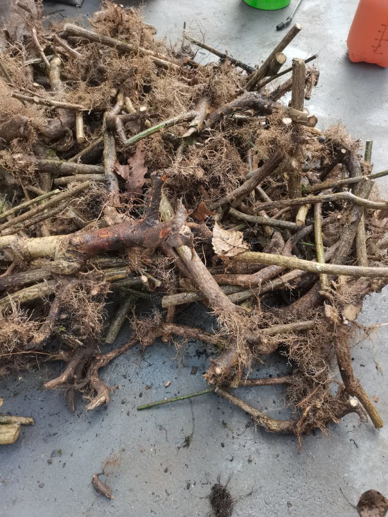鬼箭羽中药材苗子产地一手货源鬼箭羽种苗多羽片
