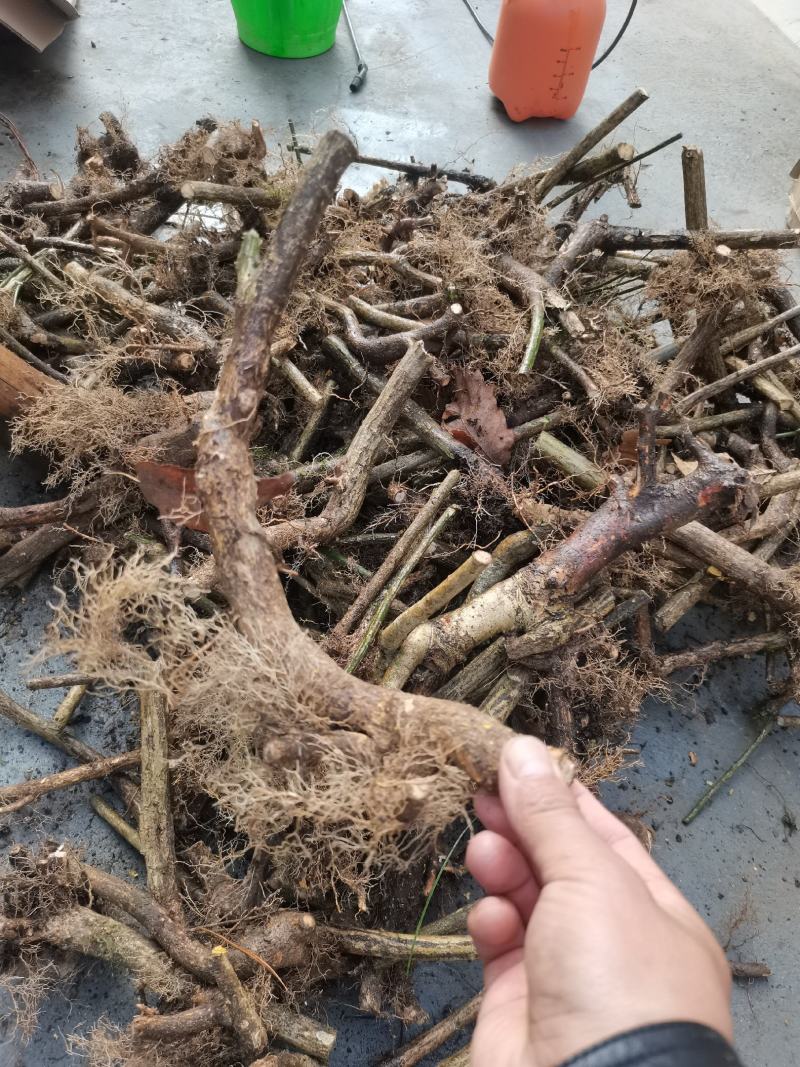 鬼箭羽中药材苗子产地一手货源鬼箭羽种苗多羽片