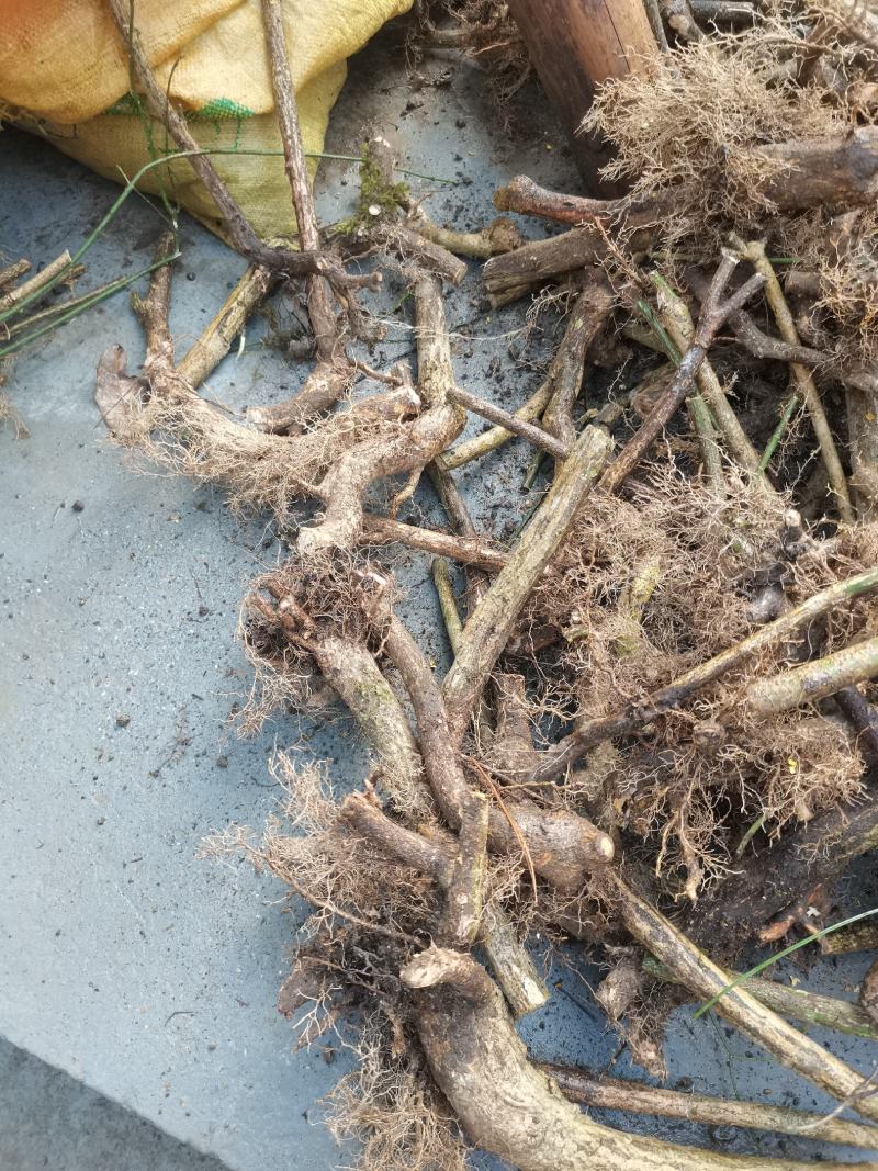鬼箭羽中药材苗子产地一手货源鬼箭羽种苗多羽片