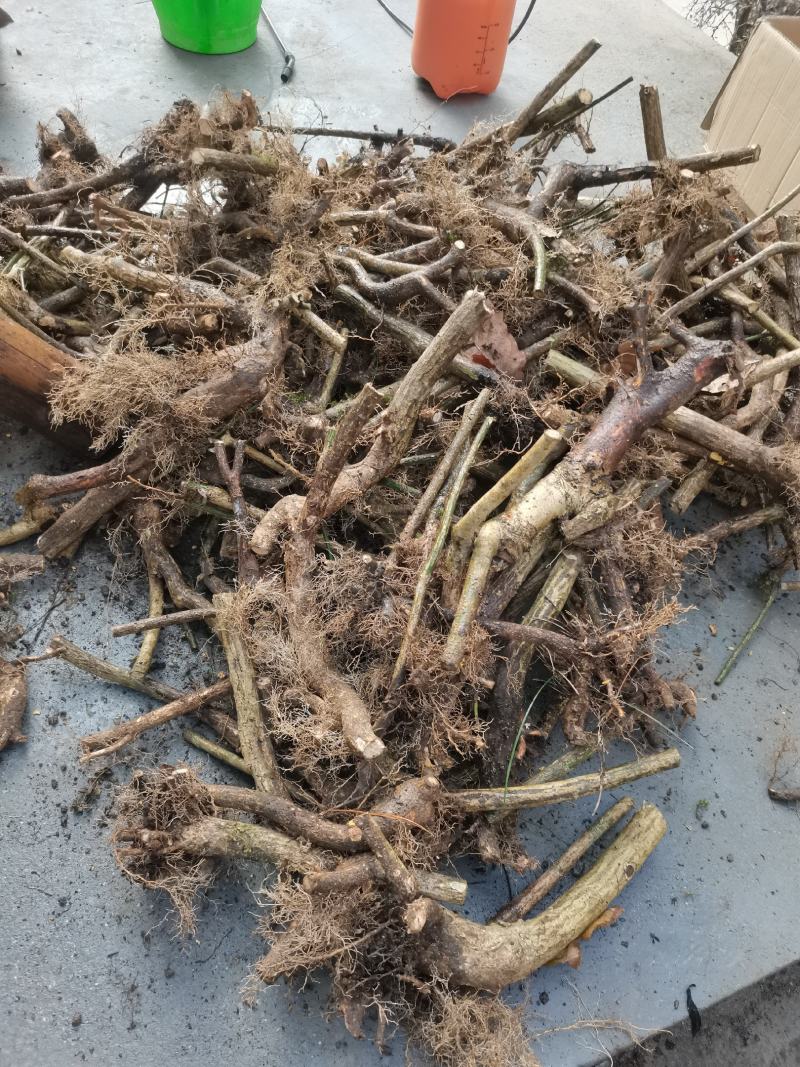 鬼箭羽中药材苗子产地一手货源鬼箭羽种苗多羽片