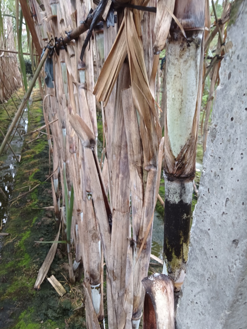 夹江县甘蔗大量有货基地直供品质优可视频看货欢迎咨询来电
