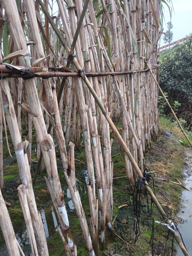 夹江县甘蔗大量有货基地直供品质优可视频看货欢迎咨询来电