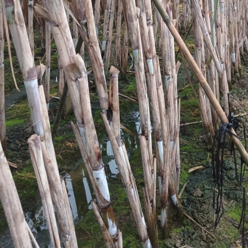 夹江县甘蔗大量有货基地直供品质优可视频看货欢迎咨询来电