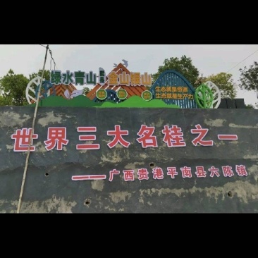 桂皮中的**，油桂，支持全国各地发货，长年供应。
