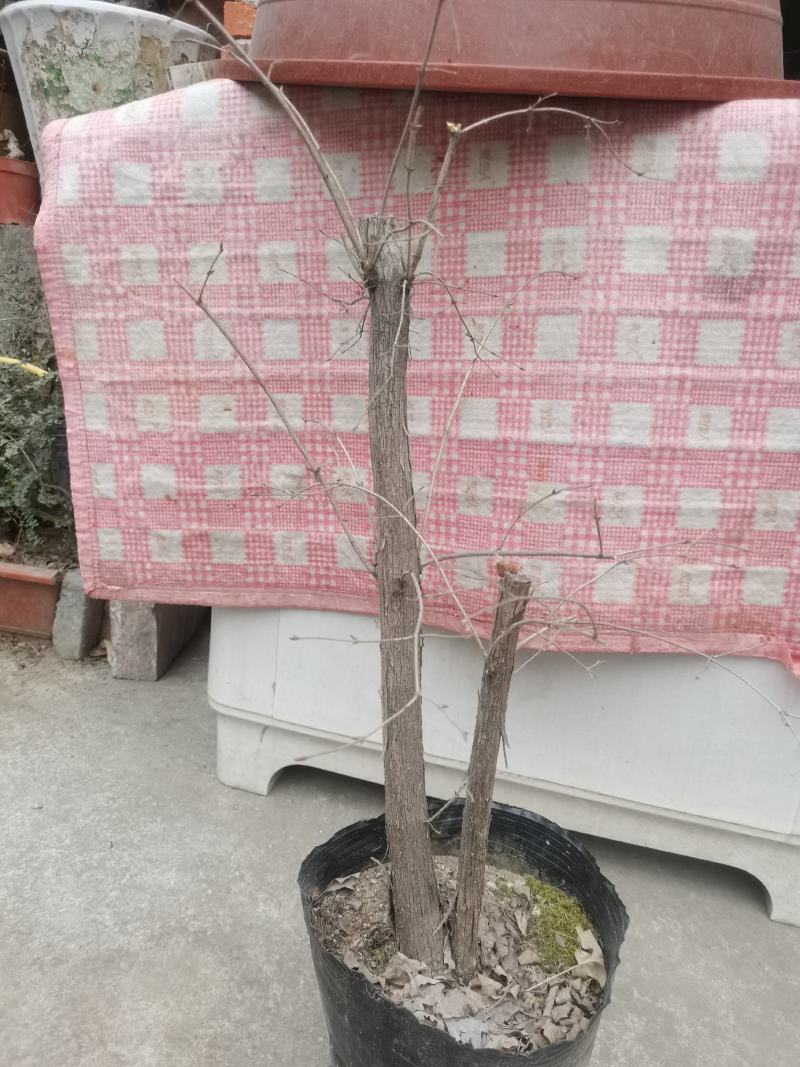 羊奶子果树又叫鸡心果