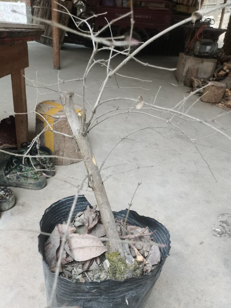 羊奶子果树又叫鸡心果