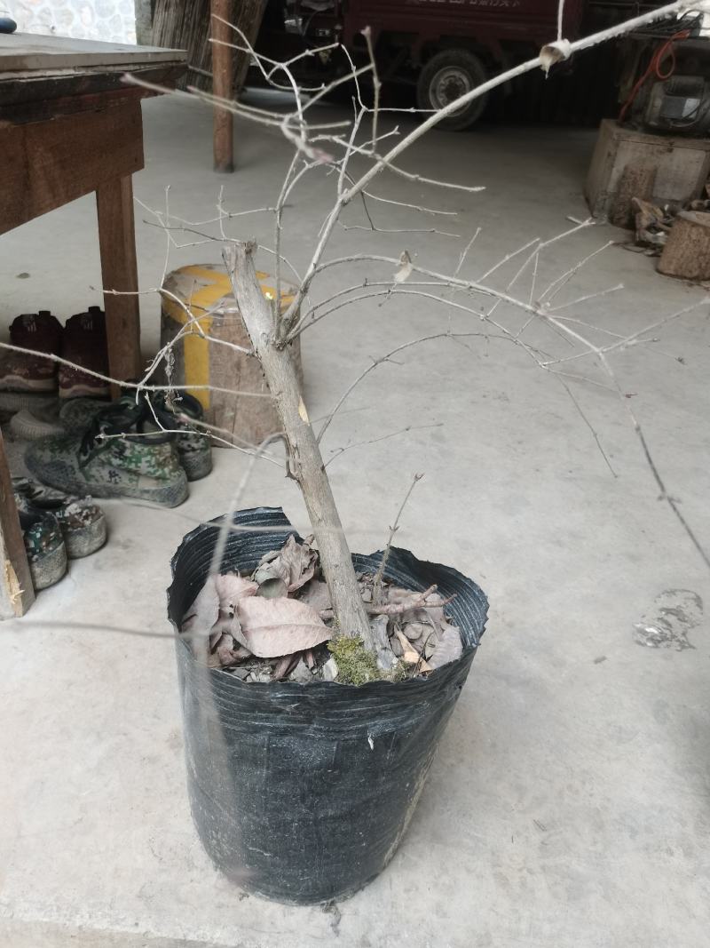 羊奶子果树又叫鸡心果