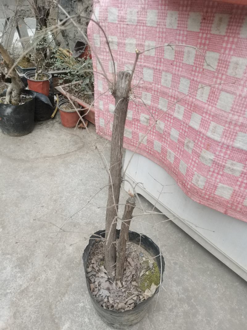 羊奶子果树又叫鸡心果
