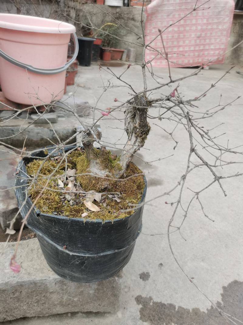 羊奶子果树又叫鸡心果