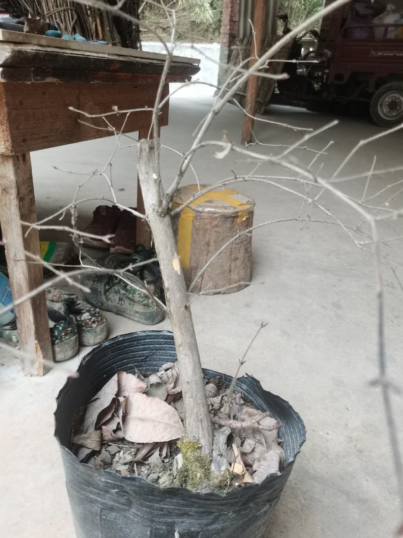 羊奶子果树又叫鸡心果