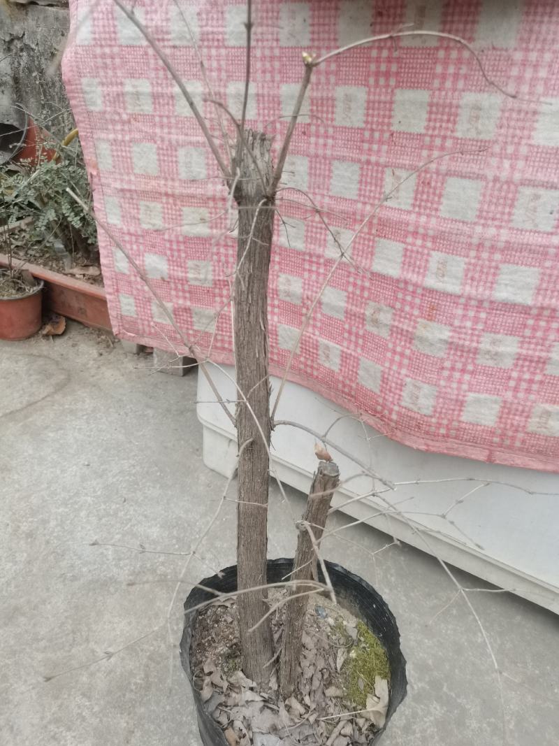 羊奶子果树又叫鸡心果