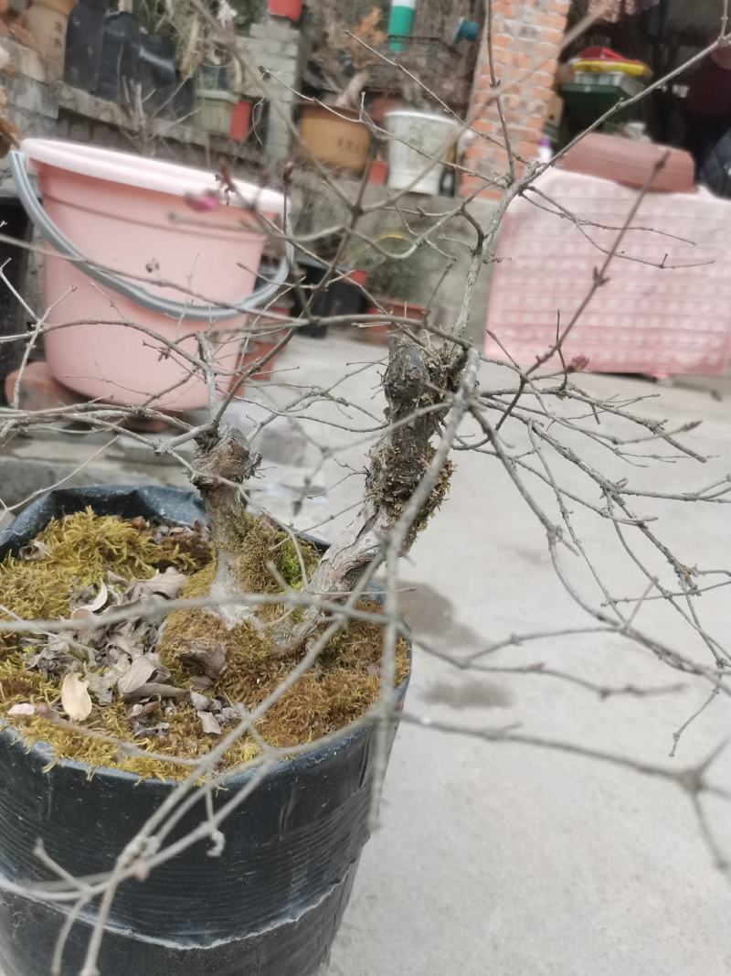 羊奶子果树又叫鸡心果