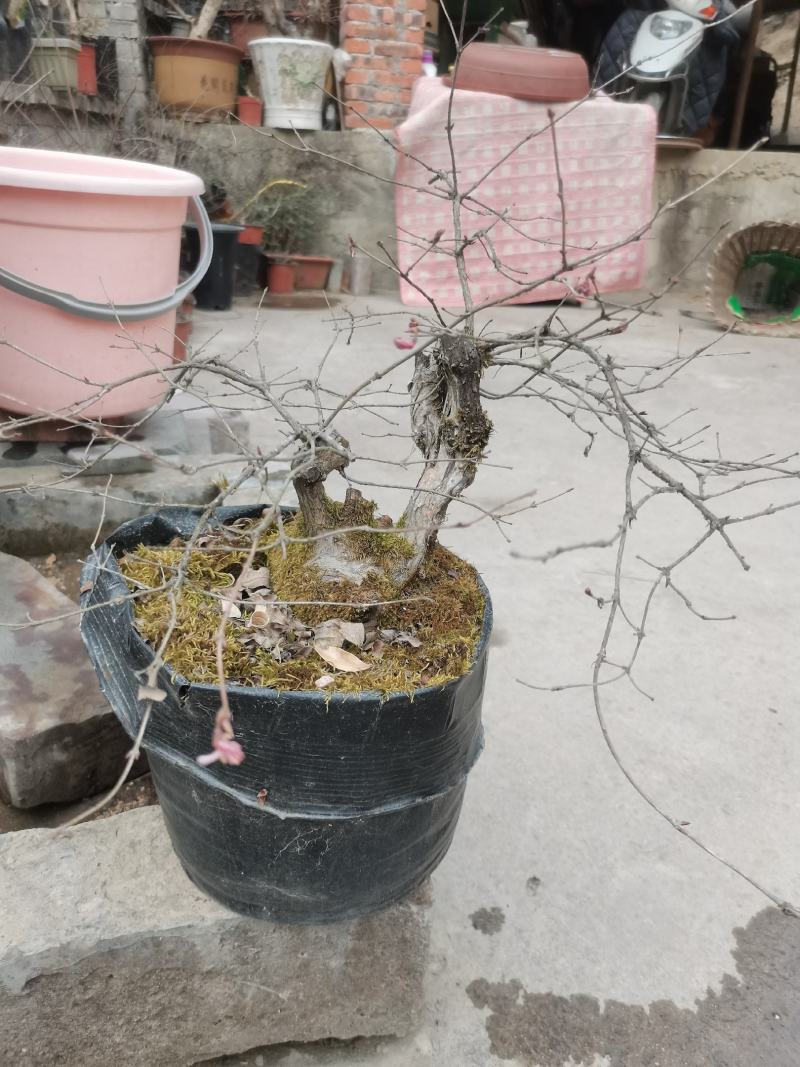 羊奶子果树又叫鸡心果