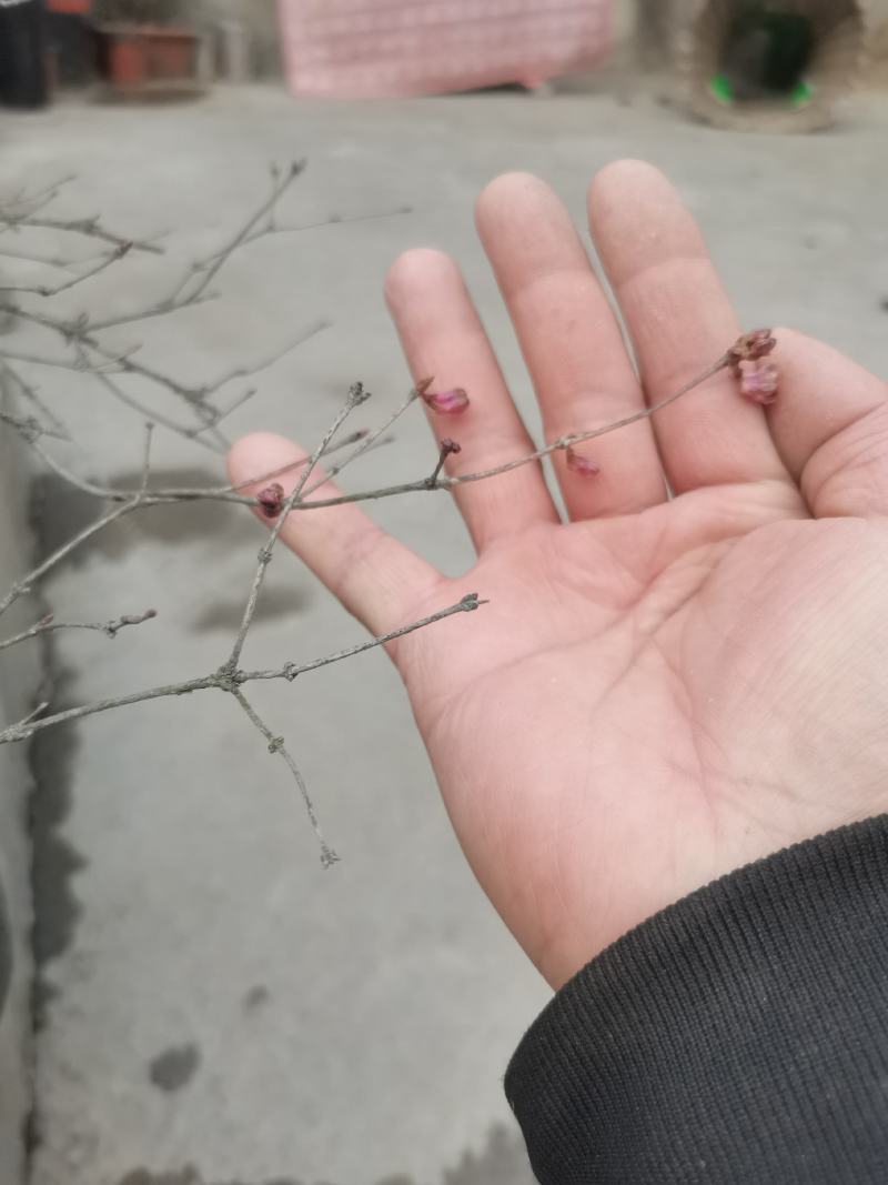 羊奶子果树又叫鸡心果