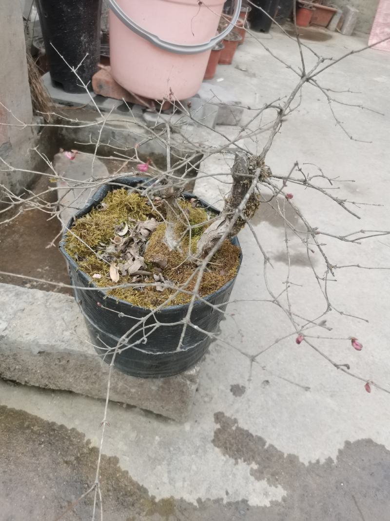 羊奶子果树又叫鸡心果