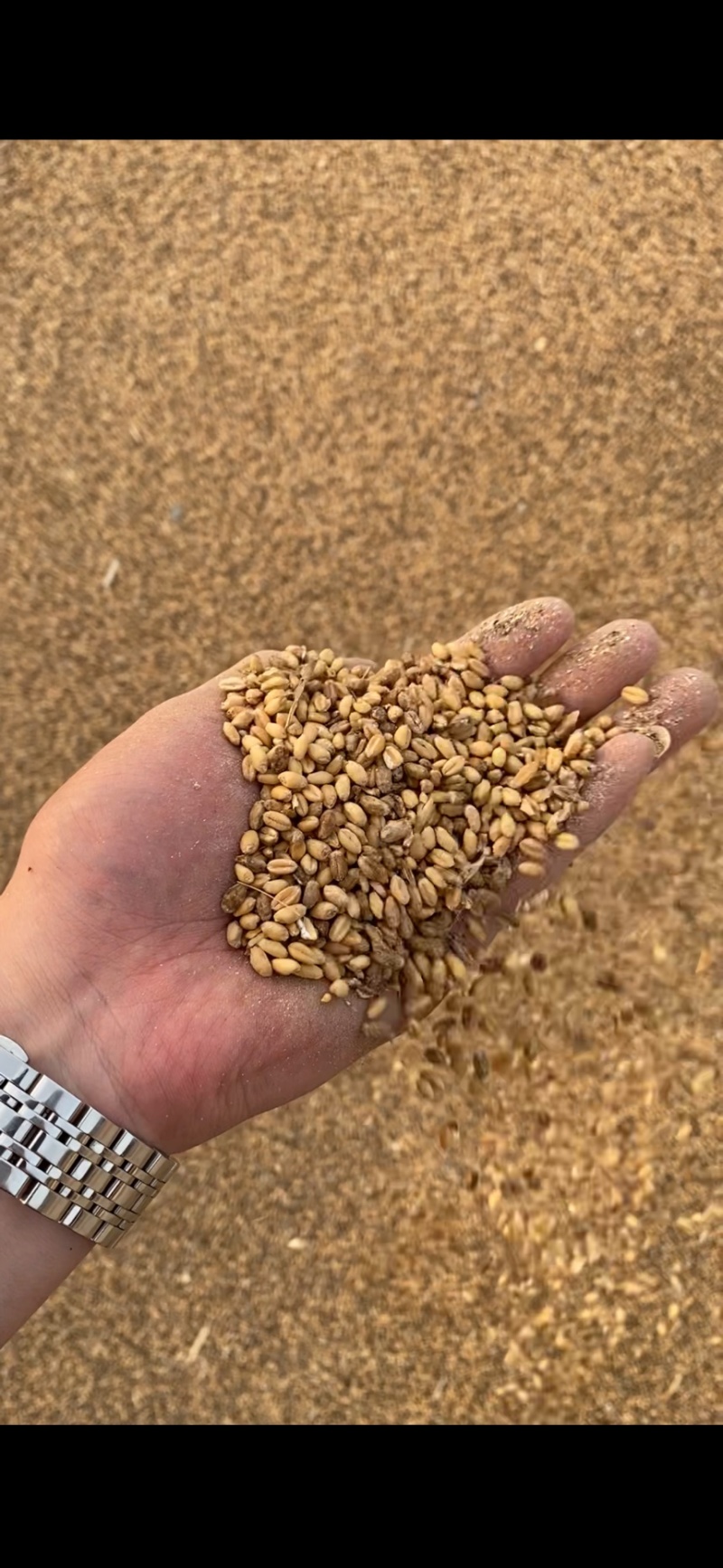 碎玉米毛糠和净粮常年出售养殖碎玉米碎小麦各种粮食筛漏