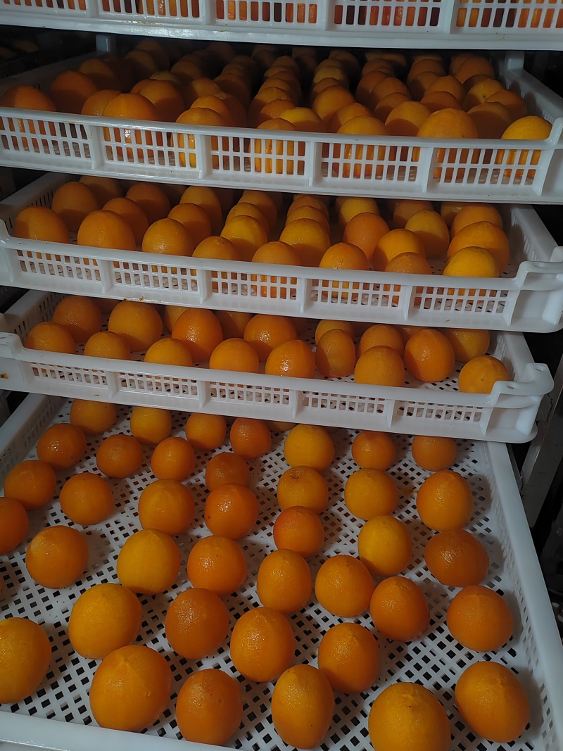 冰柿