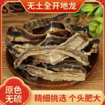 地龙中条整根药材药食用无土整条全开地龙干蚯蚓干地龙粉广地