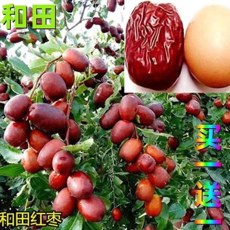 和田大枣树苗，产量高，储存能力强，适合各种土壤，