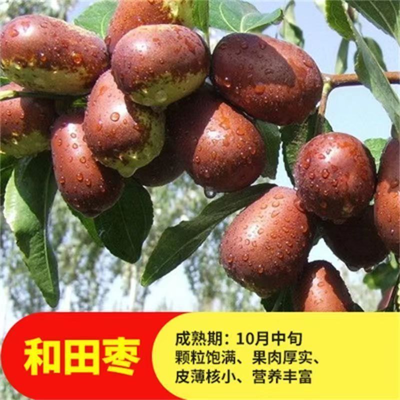 和田大枣树苗，产量高，储存能力强，适合各种土壤，