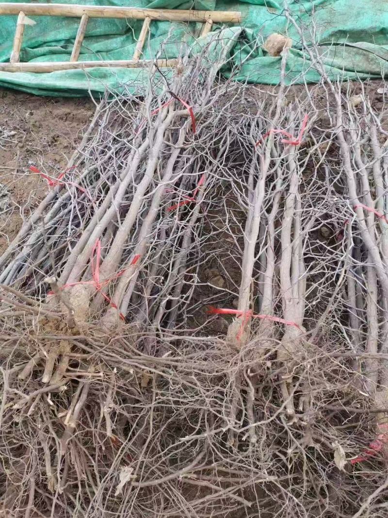 和田大枣树苗，产量高，储存能力强，适合各种土壤，