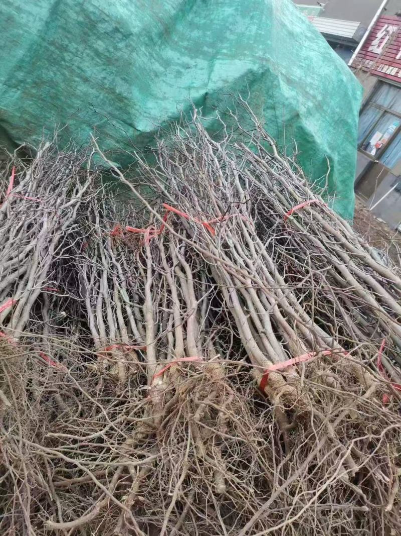 和田大枣树苗，产量高，储存能力强，适合各种土壤，