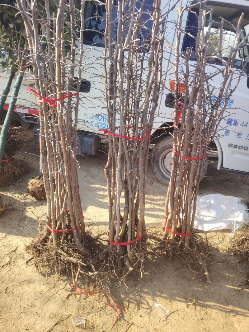 和田大枣树苗，产量高，储存能力强，适合各种土壤，
