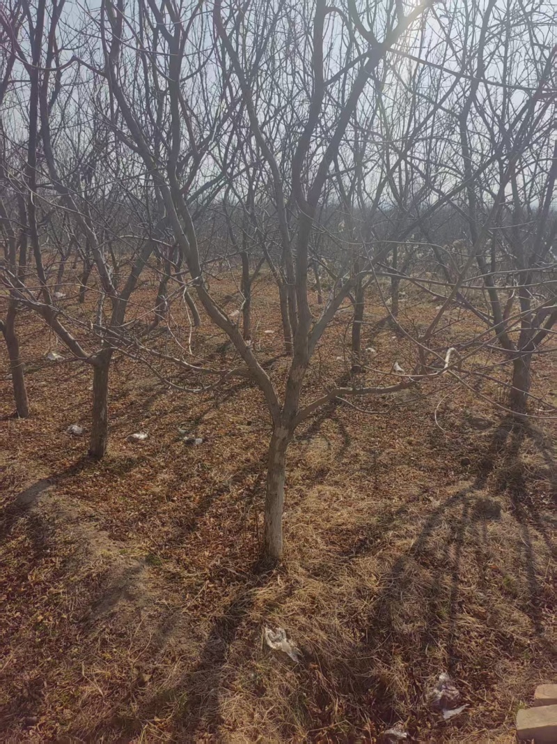 石榴树