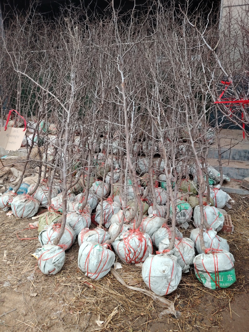 蟠枣树苗，新品种，口感脆甜，产量高，不急咧果，包邮包活
