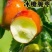 冰糖脆枣，新一代的沾化冬枣，好吃产量高，脆甜