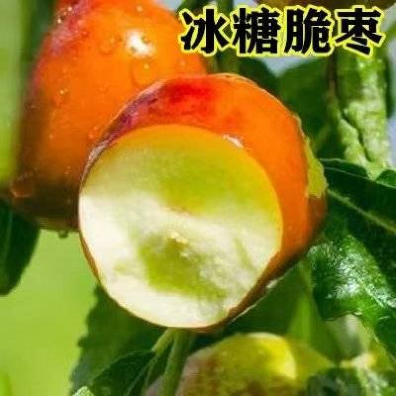 冰糖脆枣，新一代的沾化冬枣，好吃产量高，脆甜