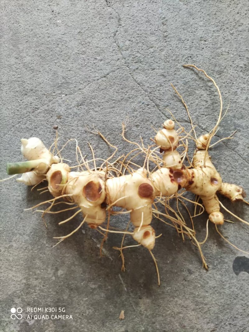 黄精牙头出售姜型野生黄精常年可供应量大从优质量保证