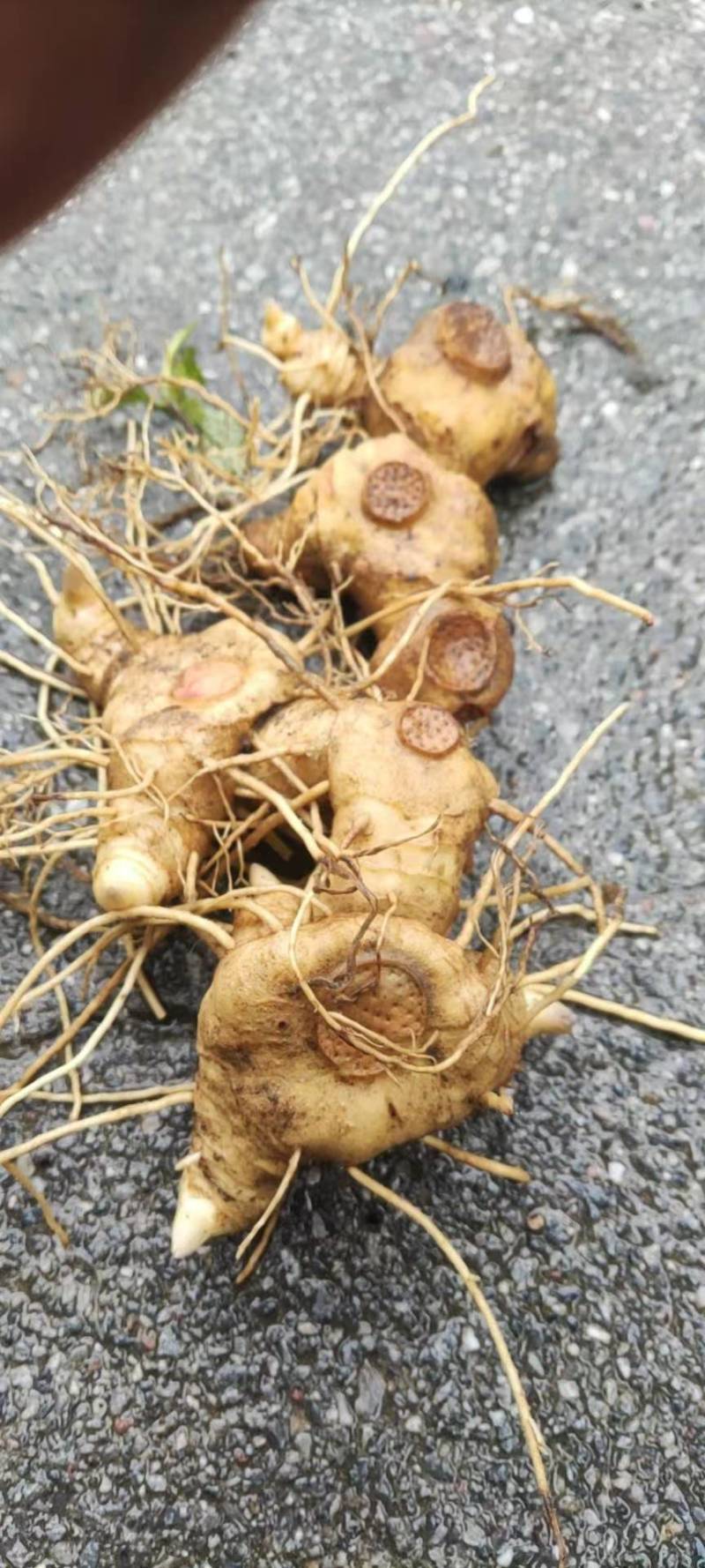 黄精牙头出售姜型野生黄精常年可供应量大从优质量保证