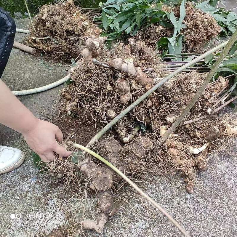 黄精牙头出售姜型野生黄精常年可供应量大从优质量保证
