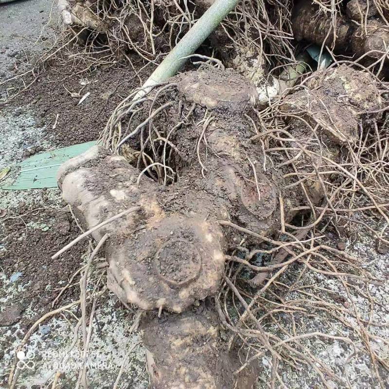 黄精牙头出售姜型野生黄精常年可供应量大从优质量保证