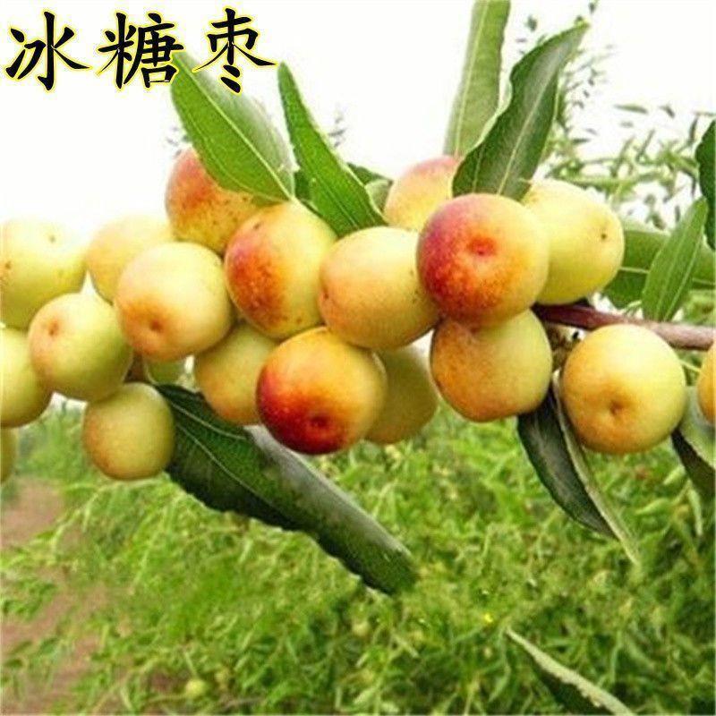 冰糖脆枣，新一代的沾化冬枣，好吃产量高，脆甜